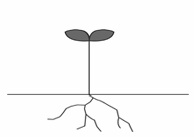 GrassrootsPlant