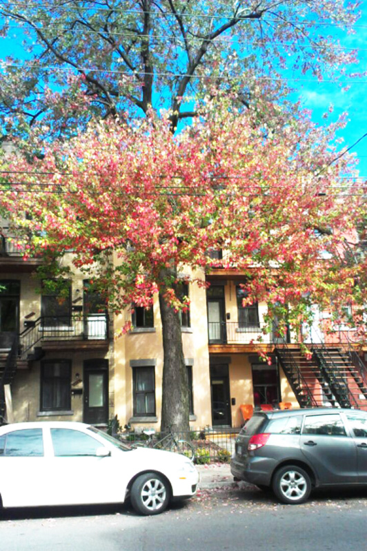 Fall in Montreal 1